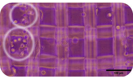 Scaffold repleto de células vivas, observado com microscópio após três dias de incubação.