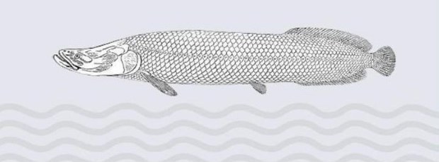 Imagem de um peixe desenhado