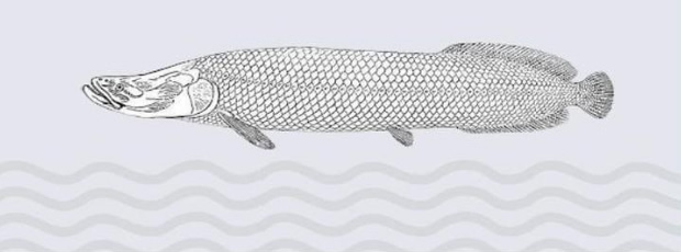 Imagem de um peixe desenhado