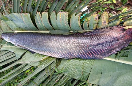 imagem do peixe pronto sob uma folha de bananeira