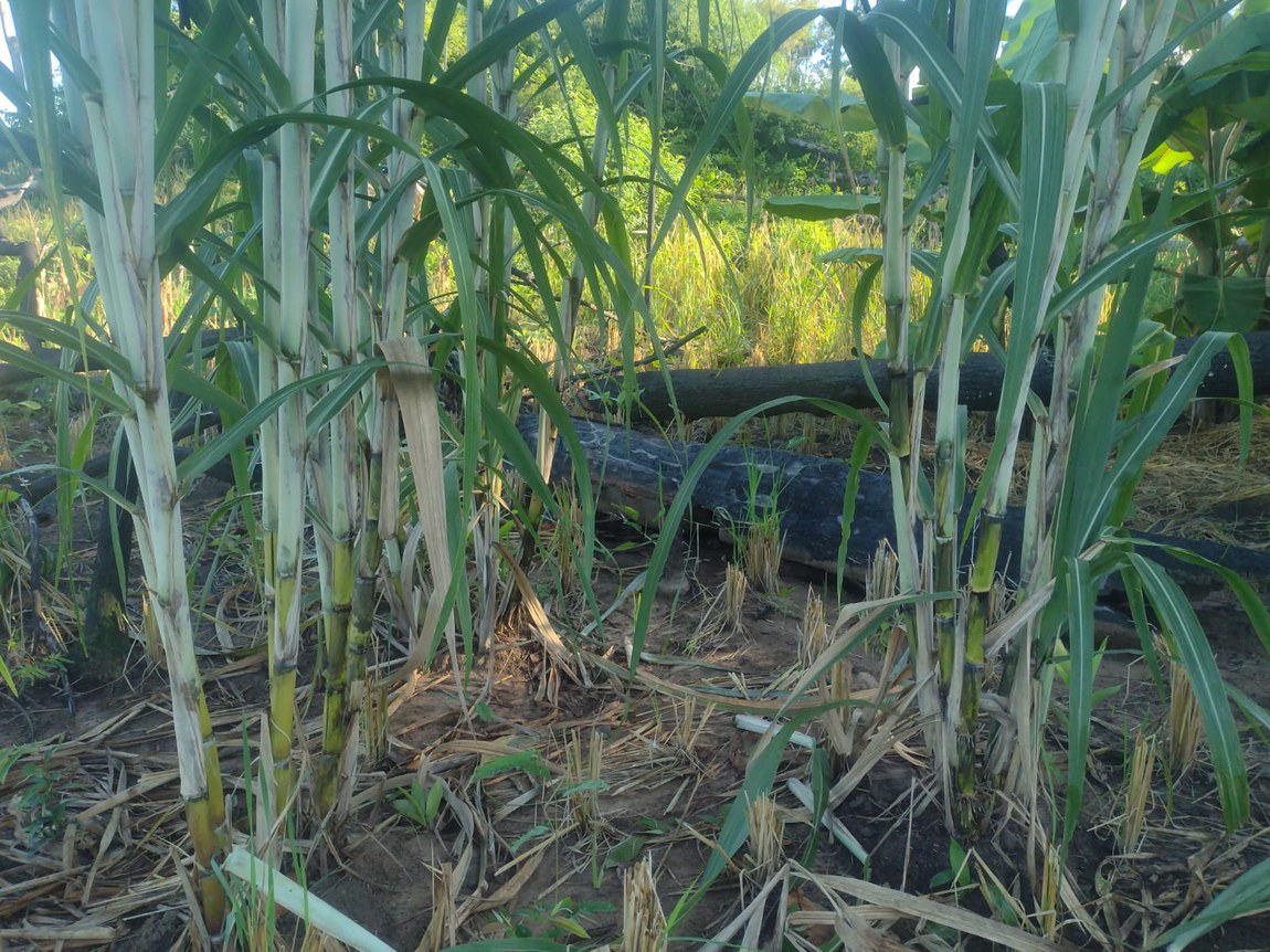 imagem Mē carõ pēr xà - Cinema Vivo