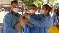 Em ação inédita, veterinários das Forças Armadas atendem animais em aldeias indígenas