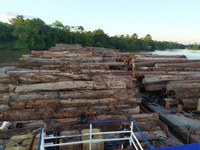 Forças Armadas apreendem madeira ilegal na foz do Rio Tocantins, no Pará, e parceria interministerial leva atendimento de saúde aos indígenas de Roraima