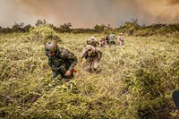 Forças Armadas combatem incêndios diariamente na região do Pantanal