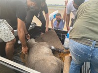 Marinha do Brasil resgata anta durante Operação Pantanal