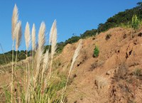 BR-101 Sul: conheça o programa de Recuperação de Passivos Ambientais