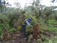 DNIT coleta vegetação na BR-285/RS para monitoramento, resgate e propagação das espécies nativas
