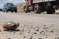 DNIT monitora atropelamento de fauna na BR-392/RS