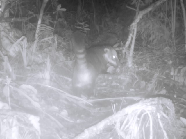 Anima silvestre flagrado pela câmera de monitoramento da passagem de fauna