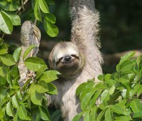 DNIT registra fauna e aplica programas de preservação na BR 319/AM/RO