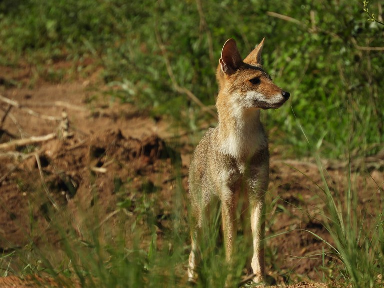 DNIT registra imagens inéditas de animais em extinção