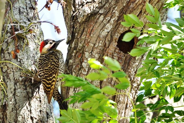 Ninhos são preservados durante obras do DNIT