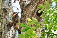 Ninhos são preservados durante obras do DNIT