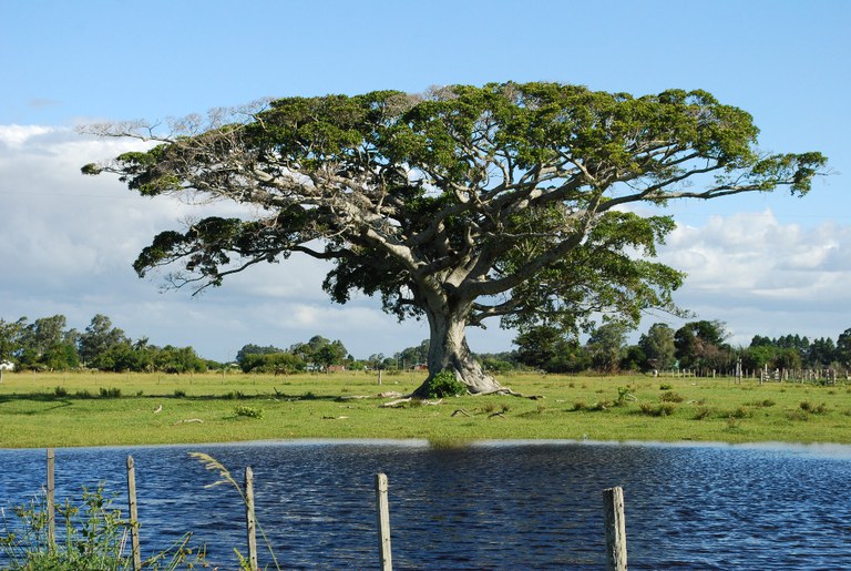 Dia da Árvore: astur destaca roteiro para conhecer a imponência da  floresta