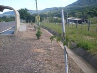 Paisagismo na BR-101 Sul aumentará segurança de motoristas e pedestres