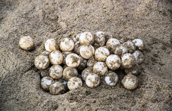 Projeto Pé-de-Pincha