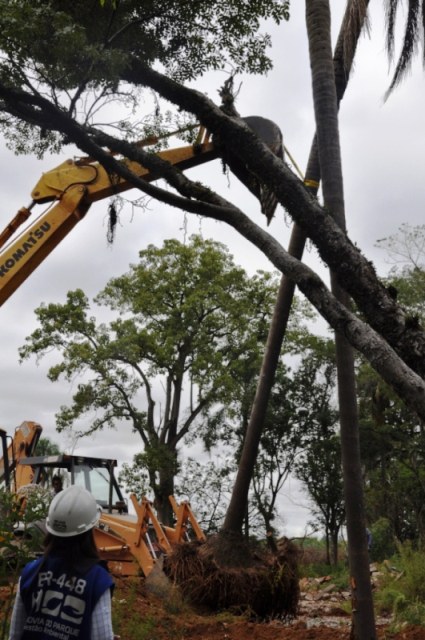 Transplante de árvores protege biodiversidade na área da BR-448
