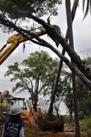 Transplante de árvores protege biodiversidade na área da BR-448