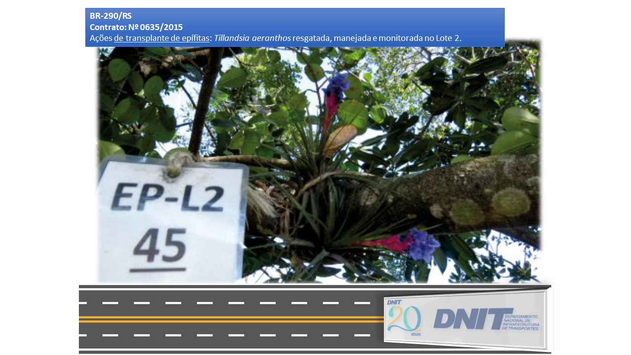 Transplante Epífitas