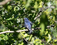 Animais próximos a BR-290/RS estão sob monitoramento constante