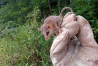 DNIT realiza resgate de animais às margens da BR-470/SC no Vale do Itajaí