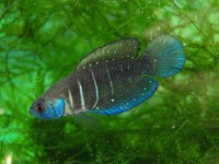 DNIT registra imagens inéditas de animais em extinção