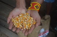 CI-PBA promove a abertura de roças com sementes crioulas