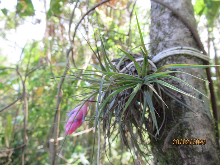 publicação05 tillandsia stricta.JPG