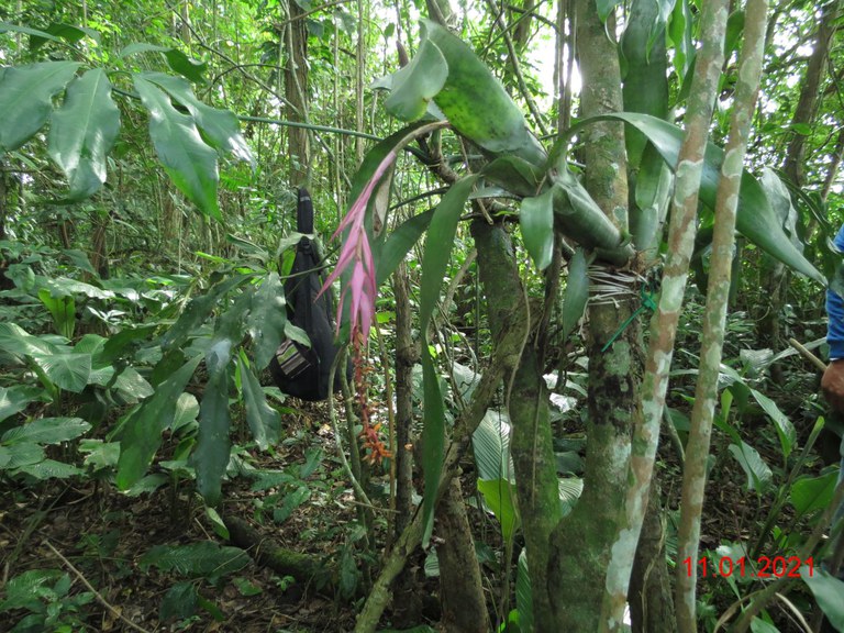 publicação05 aechmea nudicaulis.JPG