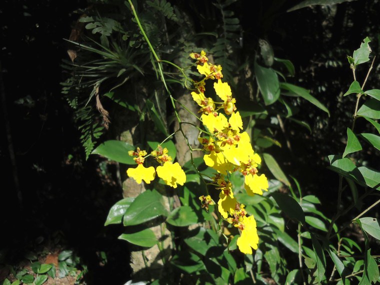 publicação05 coppensia flexuosa.JPG