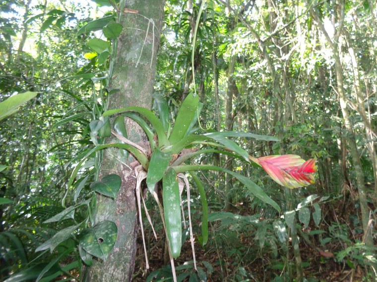 publicação05 vriesea carinata.JPG