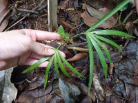 Conheça os processos de monitoramento do Euterpe edulis