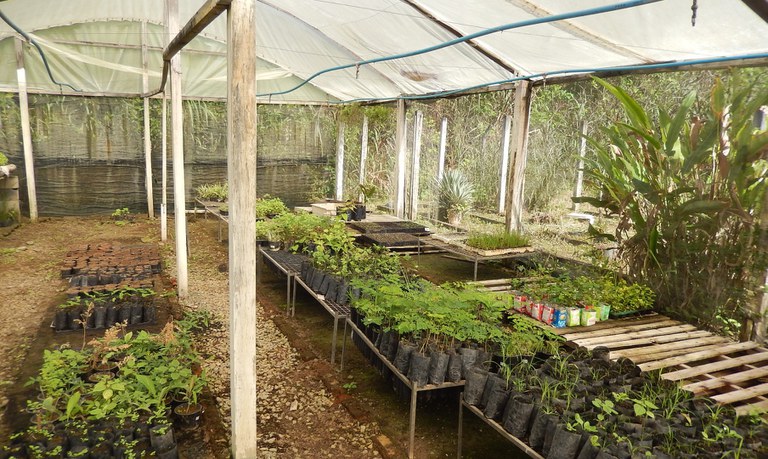 Mais de 15.000 sementes já foram coletadas! (1).jpg