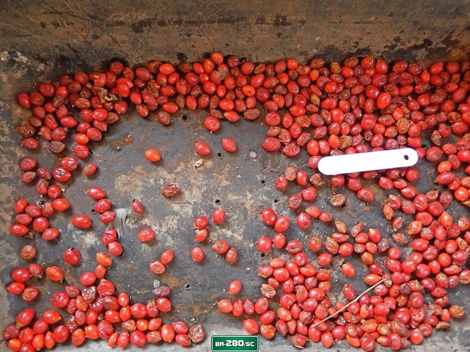 Mais de 15.000 sementes já foram coletadas! (2).jpg