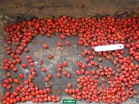 Mais de 15.000 sementes já foram coletadas!