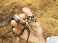 Programa de Proteção à Fauna: Resgate e Afugentamento