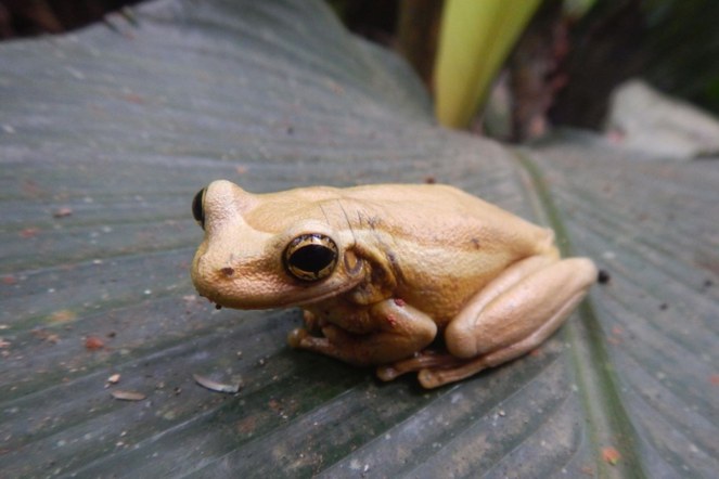 Programa de Proteção à Fauna2.jpg