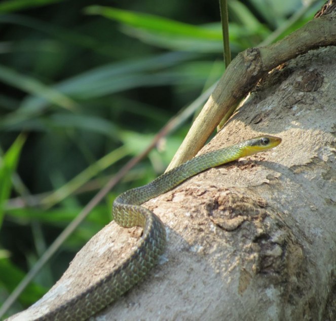 Programa de Proteção à Fauna3.jpg