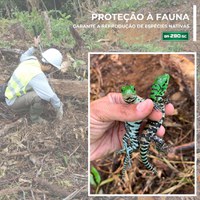 Proteção à fauna garante a reprodução de espécies nativas