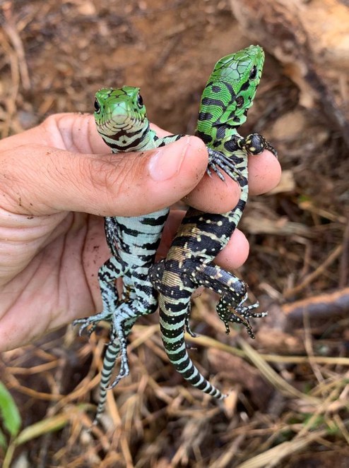 Proteção à fauna garante a reprodução de espécies nativas (2).jpeg