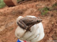 Quer saber quantos animais já foram resgatados na obra de duplicação da BR-280/SC? Descubra aqui!