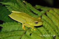 Série Animais Silvestres da Mata Atlântica: Conheça a Filomedusa