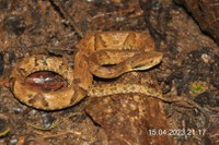 Série Animais Silvestres da Mata Atlântica: Conheça a Jararaca