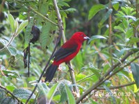 Série Animais Silvestres da Mata Atlântica: Conheça o Tiê-Sangue