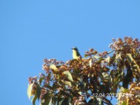 Série: Animais Silvestres da Mata Atlântica