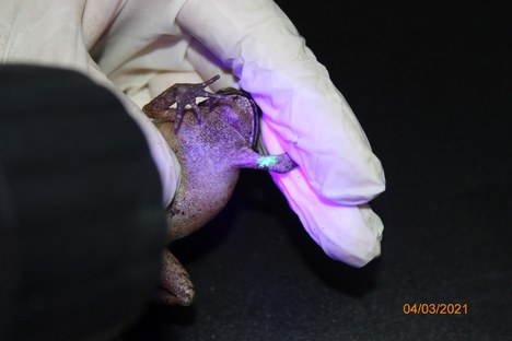 Herpetofauna - anfíbios - 04.03.21 (2).JPG