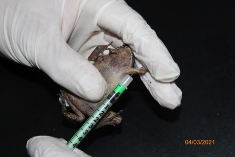 Herpetofauna - anfíbios - 04.03.21 (3).JPG