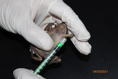 Herpetofauna - anfíbios - 04.03.21 (3).JPG