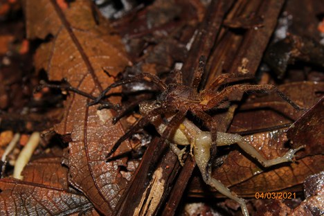 Herpetofauna - anfíbios - 04.03.21.JPG