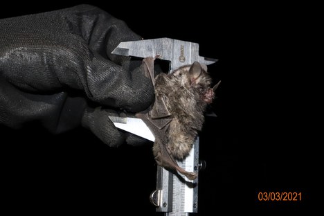 Mastofauna - 03.03.21.JPG